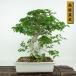 �ߺ� ��ͼ� ���� ��30cm ���路�� Carpinus turczaninovii ���亮�� ���ХΥ��� ���ռ� �Ѿ��� ����
