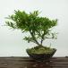  бонсай Rhododendron indicum белый . высота дерева примерно 17cm satsuki Rhododendron indicum Satsuki азалия . вечнозеленое дерево .. для маленький товар на данный момент товар 