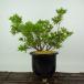  бонсай Rhododendron indicum asahi. Izumi высота дерева примерно 24cm satsuki Rhododendron indicum Satsuki азалия . вечнозеленое дерево .. для на данный момент товар 