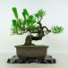  бонсай сосна сосна Тунберга высота дерева примерно 23cm....Pinus thunbergii черный matsumatsu. вечнозеленый игольчатое дерево оценка .. для на данный момент товар 