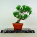  бонсай сосна сосна Тунберга высота дерева примерно 21cm....Pinus thunbergii черный matsumatsu. вечнозеленый игольчатое дерево оценка .. для на данный момент товар 