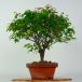  бонсай дзельква высота дерева примерно 26cm дзельква Zelkova serratakeyaki. лист nire.keyaki. листопадные растения оценка .. для на данный момент товар 