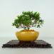  бонсай Rhododendron indicum .. женщина высота дерева примерно 10cm satsuki Rhododendron indicum Satsuki азалия . вечнозеленое дерево оценка .. для маленький товар на данный момент товар 