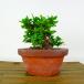  бонсай Rhododendron indicum высота дерева примерно 11cm satsuki Rhododendron indicum Satsuki азалия . вечнозеленое дерево оценка .. для маленький товар на данный момент товар 