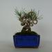  бонсай сосна сосна Тунберга высота дерева примерно 14~16cm....Pinus thunbergii черный matsumatsu. вечнозеленый игольчатое дерево оценка .. для маленький товар количество предмет select 