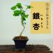  бонсай гинкго высота дерева примерно 20~22cm....Ginkgo biloba гинкго . лист гинкго . листопадные растения .. для маленький товар количество предмет select 