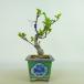  бонсай море . высота дерева примерно 19~20cm Kaido Malus micromalus kai dou роза . листопадные растения .. для маленький товар количество предмет select 