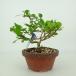  бонсай скала . слива . высота дерева примерно 12~14cm............ бересклет .tsuruu память при . листопадные растения .. для маленький товар количество предмет select 