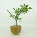  бонсай стойка can sa высота дерева примерно 14~16cm Pyracantha роза . вечнозеленое дерево .. для маленький товар количество предмет select 