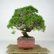  бонсай подлинный Kashiwa высота дерева примерно 25cm....Juniperus chinensissin Park Gin автомобиль li кипарис . вечнозеленое дерево оценка .. для на данный момент товар 