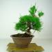 бонсай сосна сосна Тунберга высота дерева примерно 30cm....Pinus thunbergii черный matsumatsu. вечнозеленый игольчатое дерево оценка .. для на данный момент товар 