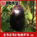 to.... therefore nas[ 2 ps ]/ Kyushu vegetable / Kumamoto / vegetable / Kumamoto production /../nas/ eggplant /..... therefore /....