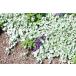 �f�B�b�R���h�� �V���o�[�t�H�[�� 4���Z�b�g �f�B�R���h���_�C�R���h�� 9cm�|�b�g Dichondra Sliver ���N�� �O�����h�J�o�[ �V���o�[���[�t �Ϗ��� �n���M���O