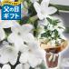【母の日ギフト 鉢花】 マダガスカル ジャスミン 4号 鉢花 ラッピング Stephanotis floribunda　Ｍadagascarjasmine  白