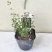  трава рассада common время 1 горшок 3~3.5 номер доставка средний Thymus vulgaris трава выдерживающий холод . вечнозеленый маленький низкий дерево персик цветок много год . растение в горшке, двор ...... почвопокровные растения 