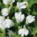�ԕc �t �T�M�S�P �z���C�g 1�� 3�`3.5�� ���͂��� Mazus miquelii f albiflorus �V���o�i�T�M�S�P ���� ���N�� �ϊ������N���n�b�s�[�K�[�f�� HappyGarden
