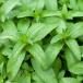  трава рассада лето рассада Japan - ka1 горшок 3~3.5 номер доставка средний Mentha Canadensis много год . мир - ka мир вид незначительный груз - ka двор .. цветок . растение в горшке .... happy сад 