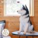  dog ornament gardening miscellaneous goods garden ornament objet d'art (sibe Lien husky cat garden pet WooBia