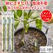 �����`�F�b�J�[ �T�X�e�B�[ SUStee L�T�C�Y �O���[�� 3�{�Z�b�g �ϗt�A�� ����� �ȒP �����`�F�b�J�[