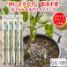 �����`�F�b�J�[ �T�X�e�B�[ SUStee L�T�C�Y �O���[�� 4�{�Z�b�g �ϗt�A�� ����� �ȒP �����`�F�b�J�[
