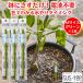 �����`�F�b�J�[ �T�X�e�B�[ SUStee M�T�C�Y �O���[�� 3�{�Z�b�g �ϗt�A�� ����� �ȒP �����`�F�b�J�[