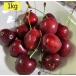  предварительный заказ распродажа машина rin . Cherry примерно 1kg рефрижератор товар . включение в покупку не возможно рефрижератор сохранение 7 день внутри еда для рекомендация 