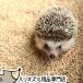  hedgehog ... also peace country corn lita-5 liter hedgehog ....... flooring Hori Hori flooring original flooring 