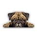 Cute Pug Puppy - 5