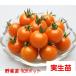 [4 месяц средний ~ последняя декада .. отправка начало предположительно!] мини помидоры orange Pal che 3 номер [1 АО ]9cm pot овощи рассада огород цветок . садоводство 