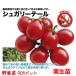 [4 месяц средний ~ последняя декада .. отправка начало предположительно!] мини помидоры shu канава - tail 3 номер [1 АО ]9cm pot овощи рассада огород цветок . садоводство 