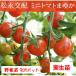 [4 месяц средний ~ последняя декада .. отправка начало предположительно!] мини помидоры ...3 номер [1 АО ]9cm pot овощи рассада огород цветок . садоводство 