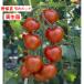 [4 месяц средний ~ последняя декада .. отправка начало предположительно!] средний шар помидор полный TIKKA 3 номер [1 АО ]9cm pot овощи рассада огород цветок . садоводство 