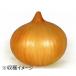  овощи. рассада tama лук-батун [ супер высшее . сырой ] примерно 100шт.@(. смех )[10/23 примерно .. отправка начало предположительно!] шар лук порей рассада лук рассада лук репчатый рассада 
