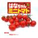 [4 месяц средний ~ последняя декада .. отправка начало предположительно!] мини помидоры. . Chan 3 номер [1 АО ]9cm pot овощи рассада огород цветок . садоводство 