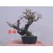  handmade mini bonsai yellow plum 