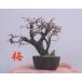  handmade mini bonsai plum 