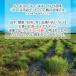 ���C�{�X�e�B�[ �I�[�K�j�b�N �L�@�͔| �e�B�[�o�b�O 5���~50��  �������� �Z�[�������i �֘A�摜4