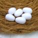 . яйцо (gi Ran ) маленькая птица для 6 штук входит / размножение производство яйцо . яйцо фальшивый яйцо документ птица se регулирование длиннохвостый попугай koba cocos nucifera 