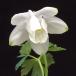  водосбор цветок рассада .. белый цветок глубокий гора .. белый цветок Miyama водосбор луговые и горные травы 
