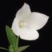  колокольчик крупноцветковый .. белый цветок .... чай цветок луговые и горные травы 