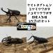 ���Y�J�u�g���V�i���}�g�J�u�g�j�A�m�R�M���N���K�^�A�~���}�N���K�^����3�y�A6�C�Z�b�g
