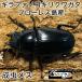 gi черновой . Prosopocoilus inclinatus взрослое насекомое женский *