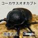 [ немедленно желтохвост ]ko-ka подвеска oo Kabuto взрослое насекомое женский *