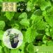  запасной мята зеленый - ka Голландия - ka трава рассада 9vp 3 номер pot Spear Mint