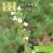 �R�����^�C�� �^�C�� �K�[�f���^�C�� �^�`�W���R�E�\�E �n�[�u�c 9vp 3���|�b�g Common Thyme