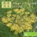 Suite фенхель ui both fniyu трава рассада 9vp 3 номер pot Sweet Fennel