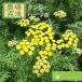  язык ji-yomogigikezoyomogigik золотой кнопка трава рассада 9vp 3 номер pot Tansy