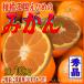 2026 первый весна подарок холод средний видеть Mai мандарин ( Ehime производство * Seto внутри *2L размер )10kg входить (... для *. для бытового использования оптимальный. )