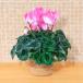  день соотношение . цветок . официальный [ доставка. 12/20 до ] подарок по случаю конца года цветок горшок цикламен персидский [ Fusion Large Neo розовый ](5 номер ) цветок подарок растение в горшке 5 номер горшок подарок по случаю конца года 2025