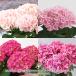 [ день соотношение . цветок . официальный ] День матери гортензия случайный розовый серия 5 номер 